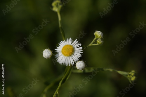 chamomile family and  chamomile buds photo
