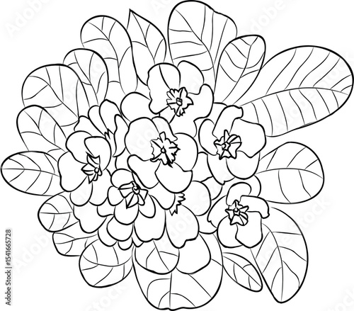 drawing of strawberry flowers with leaves around