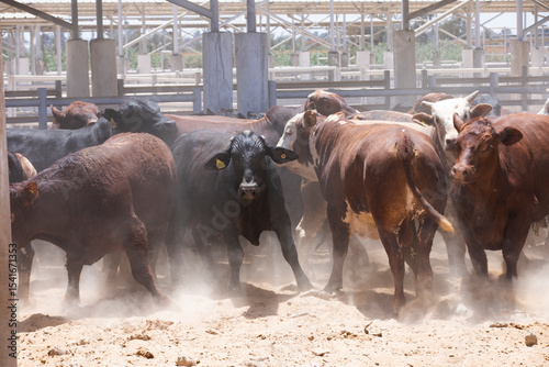 Raising cows for meat on specialized farms