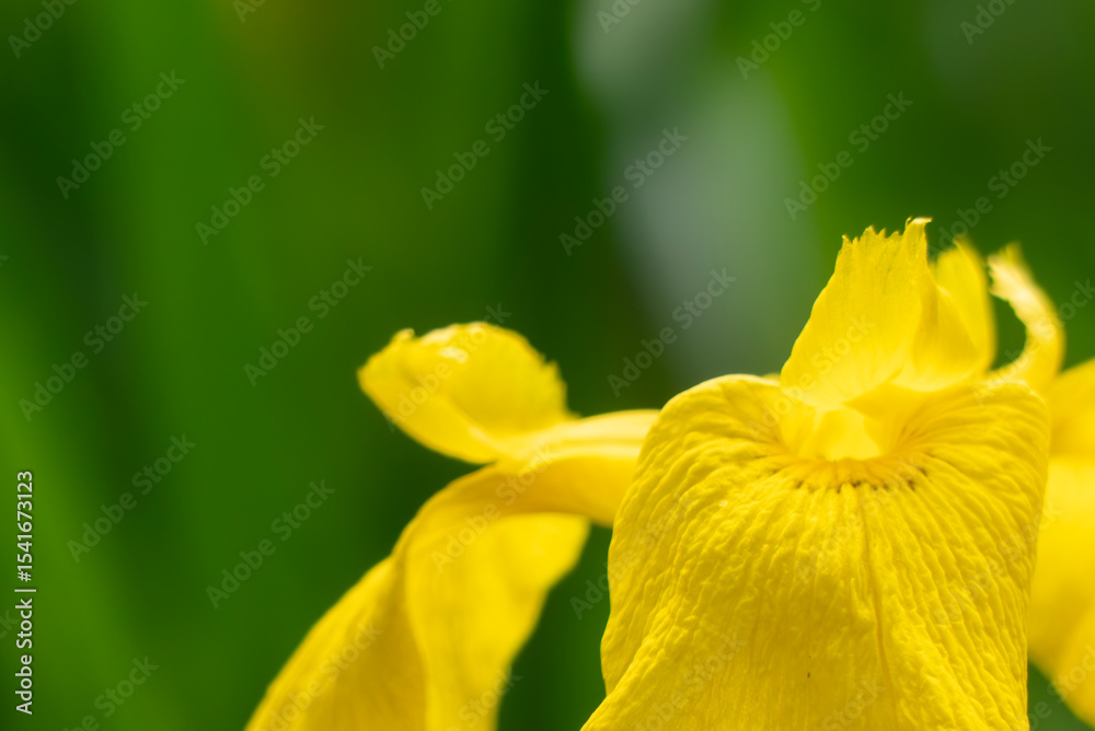 Fototapeta premium ビオトープの池に咲く美しいキショウブ 滋賀県大津市びわこ文化公園