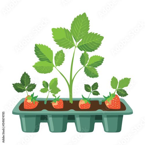 Strawberry Plant in Flat Growing Tray