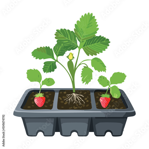 Strawberry Plant with Roots in Tray