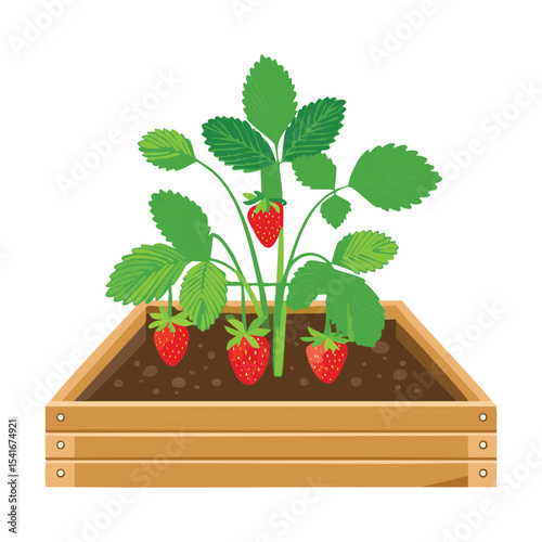 Strawberry Plant in Wooden Square Planter