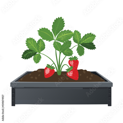 Strawberry Plant in Dark Raised Planter