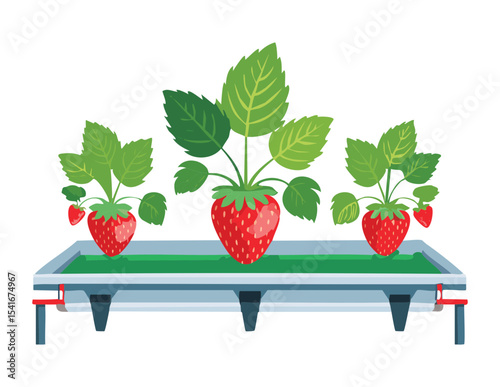 Raised Hydroponic Strawberry Trough System