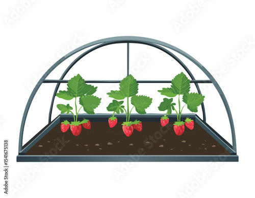 Greenhouse Growing Strawberry Plants Indoors