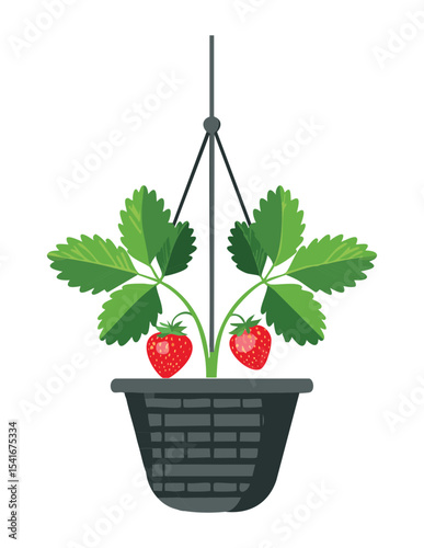 Strawberry Plant in White Hanging Basket