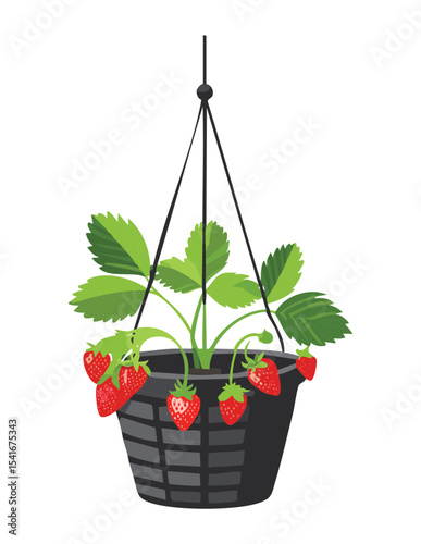 Strawberry Plant in Dark Hanging Planter