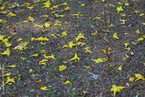Golden Petal Shower: A close-up perspective on a textured ground blanketed in scattered, vibrant yellow petals, a delicate dance of nature's confetti, and a celebration of ephemeral beauty.