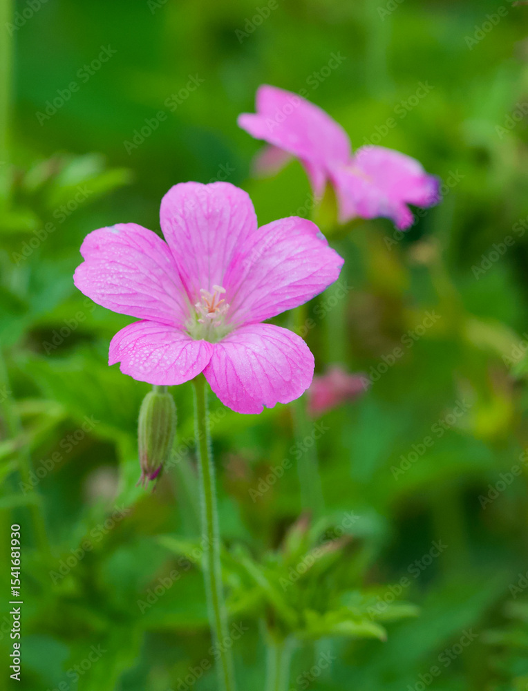 Fototapeta premium Beautiful close-up of geranium endressii