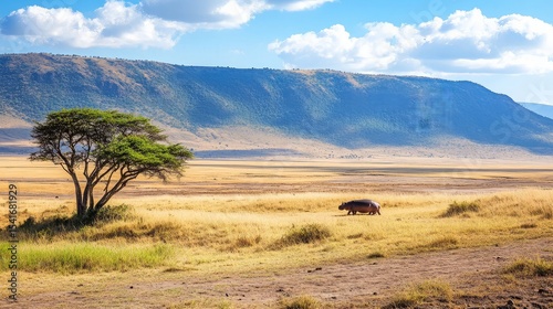 Hippo in beautiful landscape scenery of bush savannah - Game drive in Ngorongoro Crater National Park, Wild Life Safari, Tanzania, Africa