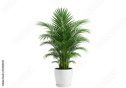 Large green palm plant in white pot