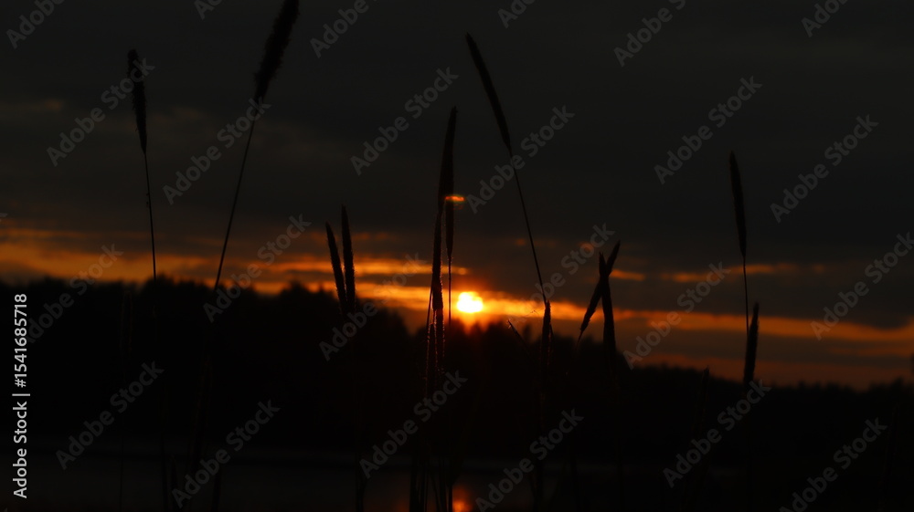 Obraz premium Sunset on the background of wild plants 