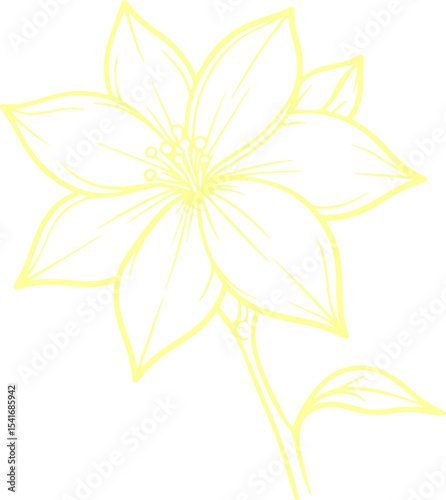 jasmine vector flower illustration transparent pattern 