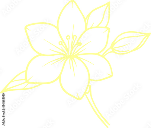 jasmine vector flower illustration transparent pattern 