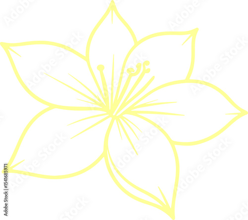 jasmine vector flower illustration transparent pattern 
