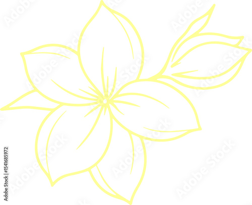 jasmine vector flower illustration transparent pattern 
