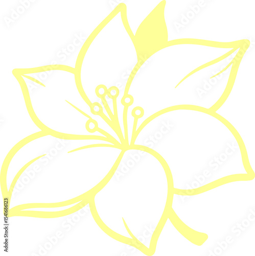 jasmine vector flower illustration transparent pattern 