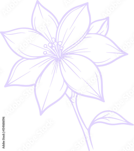 jasmine vector flower illustration transparent pattern 