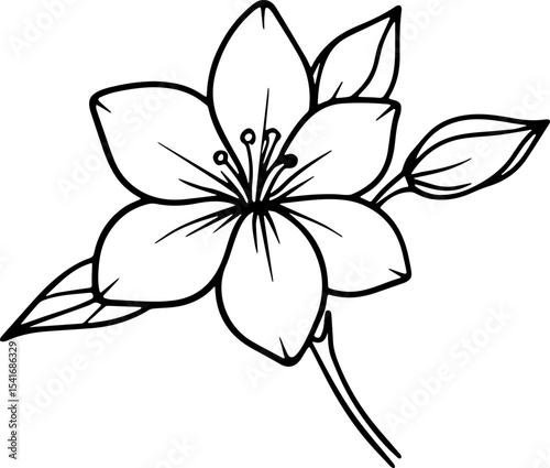 jasmine vector flower illustration transparent pattern 
