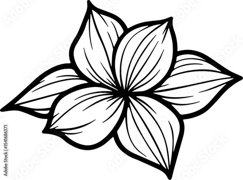 jasmine vector flower illustration transparent pattern 
