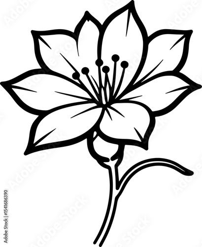 jasmine vector flower illustration transparent pattern 