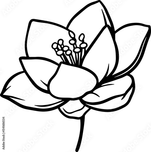 jasmine vector flower illustration transparent pattern 