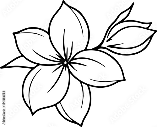 jasmine vector flower illustration transparent pattern 
