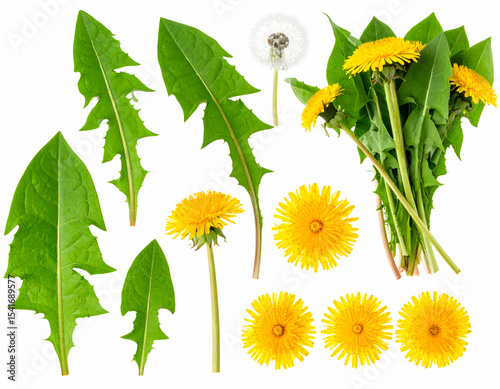 Fresh dandelion plant components vibrant yellow flowers, diverse green serrated leaves, and a delicate fluffy seed head, all isolated on a white background for botanical projects