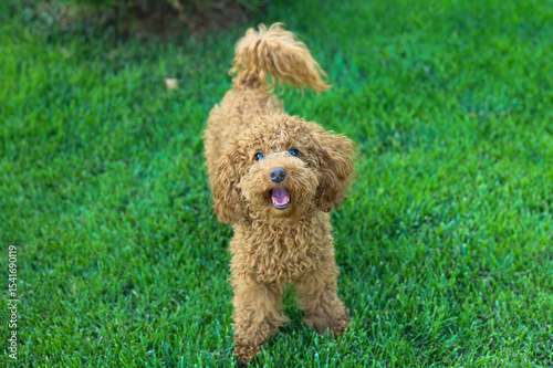 Small Maltipoo dog on the street. High quality photo