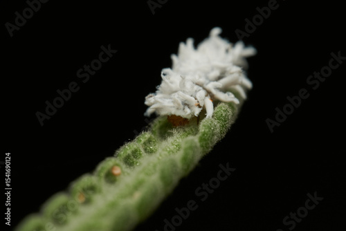 Cotton like insect resting on grass