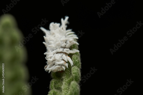 Cotton like insect resting on grass