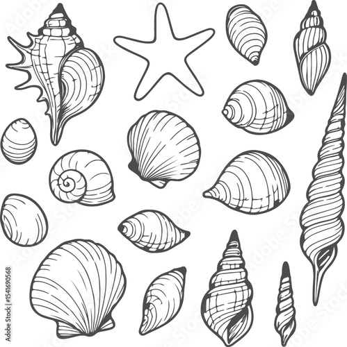 Elegant Monochrome Sea Shell and Starfish Illustration Featuring Varied Shell Shapes and Sizes in a Clean, Artistic Style