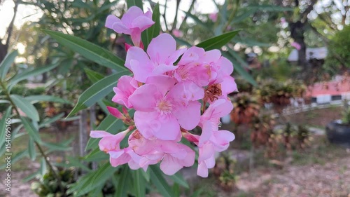oleander flower in the garden