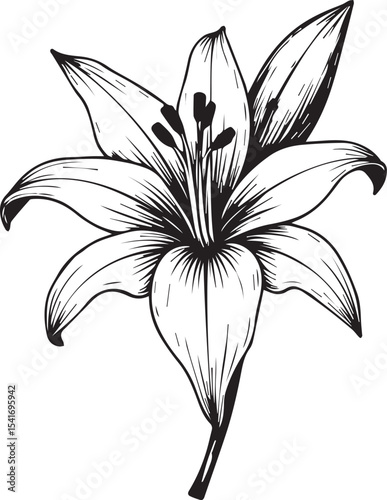 Elegant Lily in Bloom: A monochrome depiction of a pristine lily, its petals gracefully unfurling to reveal the delicate beauty of its intricate design and the freshness of a blooming floral essence.