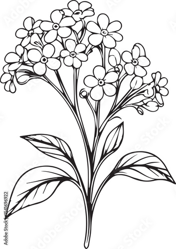 Forget-me-not Blossom: A delicate black and white outline sketch of forget-me-not blooms, showing their gentle beauty, and intricacy of nature's artistry.