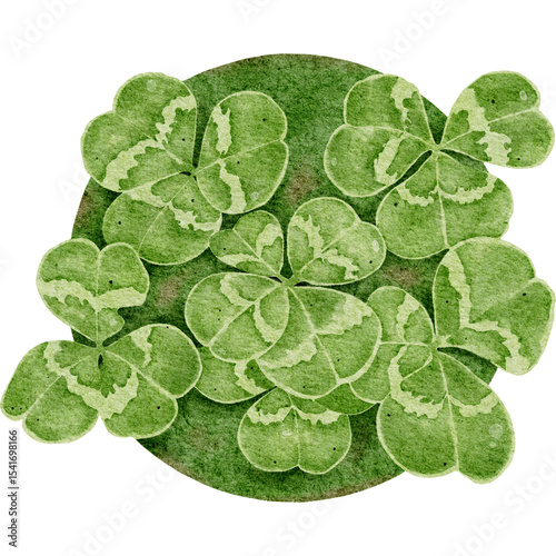 Four Leaf Clover