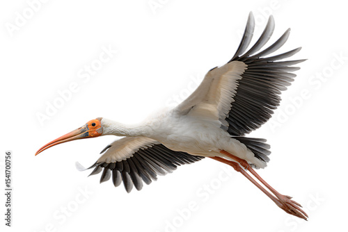 Yellow billed stork in flight isolated on transparent background