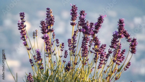 Closeup View Of Lavender Flowers In Bloom With Soft Blue Background And Natural Lighting