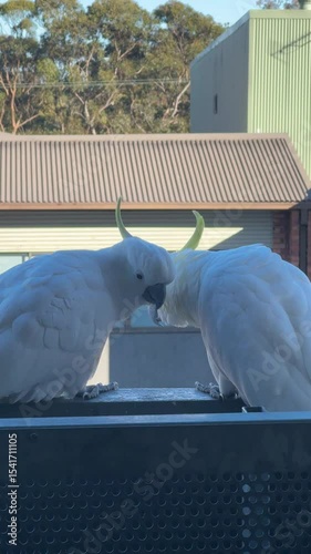 two sulphur crested cockatoo birds standing together on a wall allopreening cleaning each others feathers in Sydney, Australia 