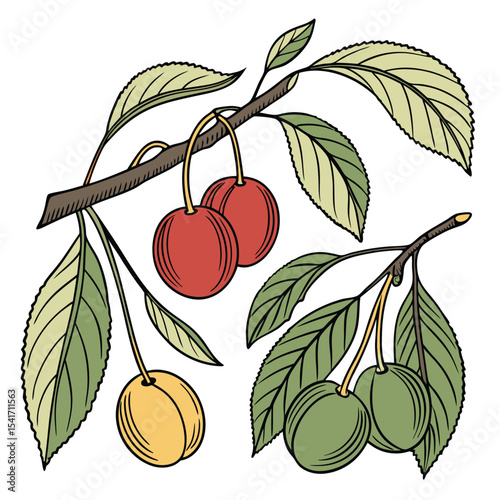 Hand-drawn illustration of cherries and plums on branches with leaves. Perfect for organic branding, botanical prints, packaging design, kitchen wall art, recipe books, skincare labels, logo design