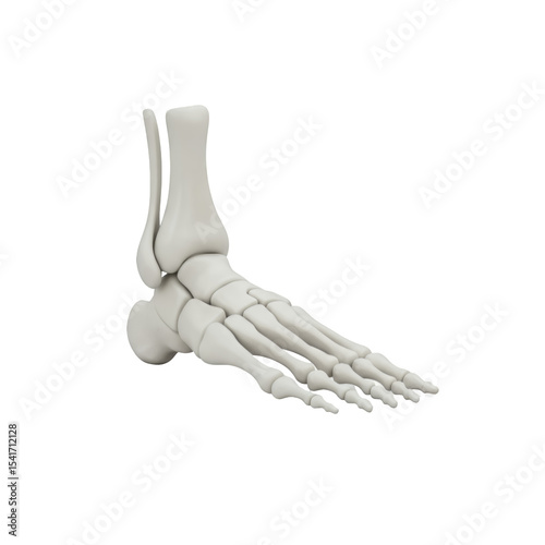 3D Render of Human Foot Skeleton Anatomy on Transparent Background for Medical Illustration and Educational Purposes. High-Resolution Image for Anatomical Studies.