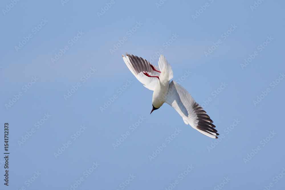 Obraz premium Common Tern Sterna hirundo in a typical coastal habitat