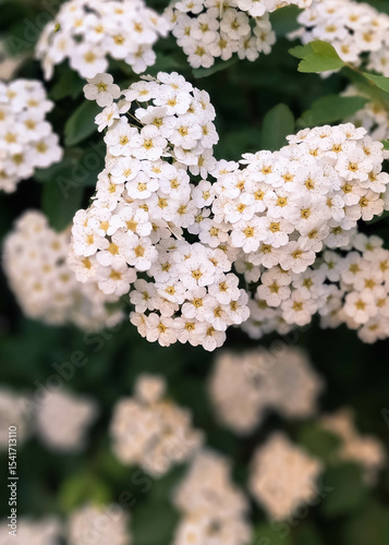 Close up of white spiraea flowers. Natural Background.