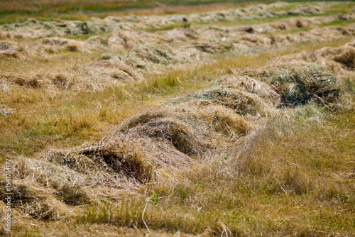 a grass field with piles of mowed grass