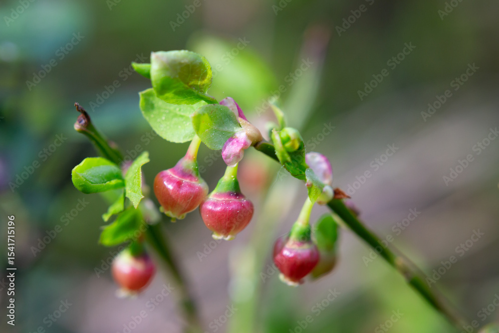 Blueberry blossom, blueberry flowers, wild blueberry, dew on a flower. Small pink buds of wild blueberries on a bush in spring. Blueberry blossom, blueberry flowers, wild blueberry, dew on a flower. Small pink buds of wild blueberries on a bush in spring.