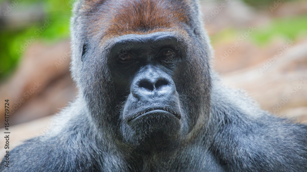 Obraz premium The gorilla is a huge primate.