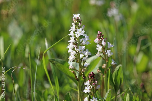 Menyanthes trifoliata. Flowering plants in a swamp in the forest tundra