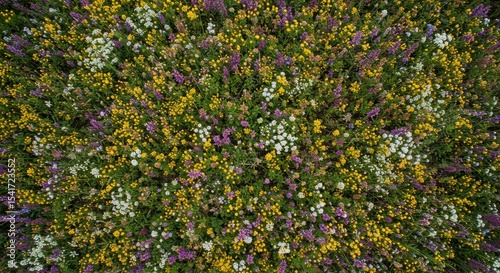 Fototapeta Naklejka Na Ścianę i Meble -  Aerial view of wildflowers meadow with yellow, purple and white flowers