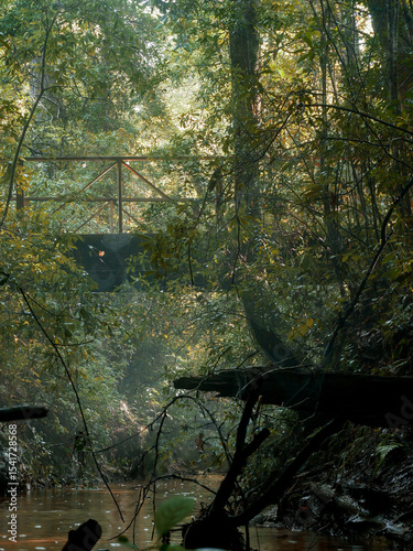 bridge in the autom forest